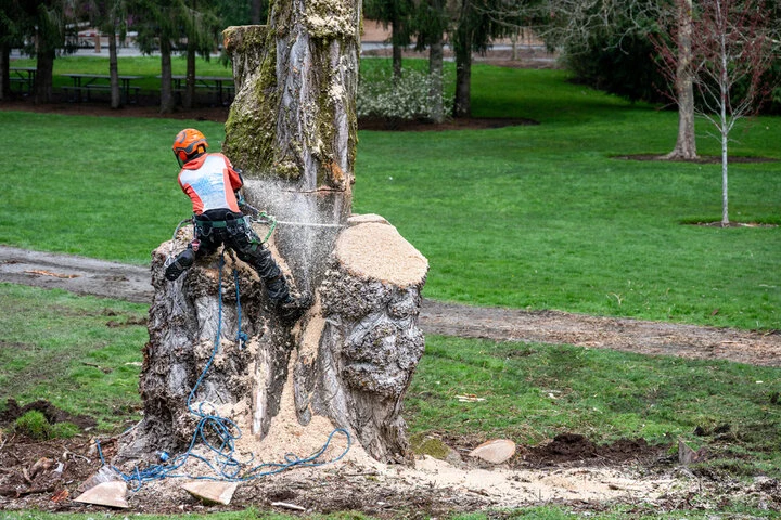 24-hour emergency tree service responding to storm damage in Woodstock, Georgia