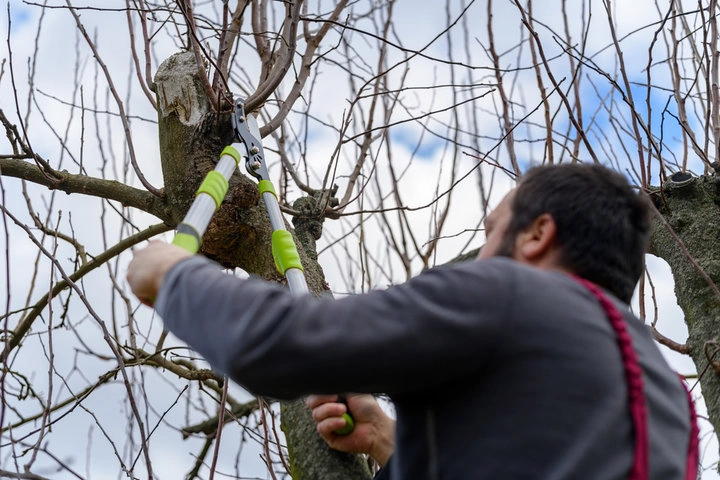 Arborist trimming overgrown branches to improve tree health and safety in Woodstock