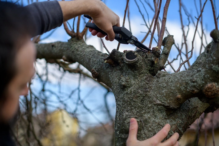 Certified Woodstock tree pruning contractor evaluating tree health and branch structure