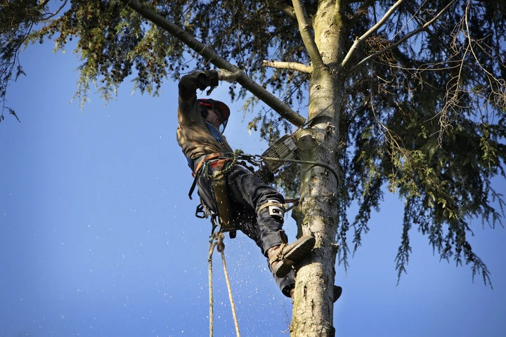 Professional tree pruning service improving tree structure and curb appeal in Woodstock