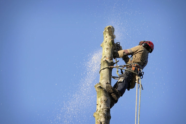 Tree care crew performing comprehensive tree services for a Woodstock, GA property