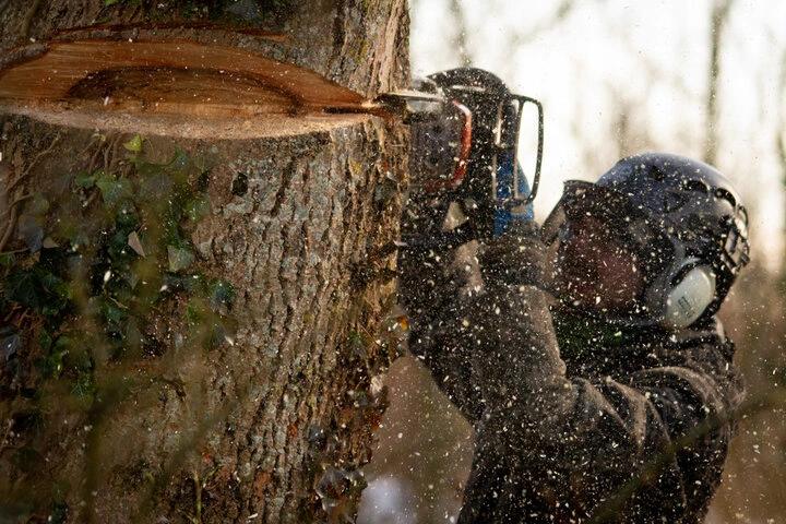 Tree care crew performing comprehensive tree services for a Woodstock, GA property