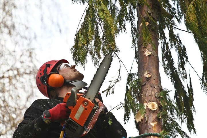 Emergency tree service crew clearing storm-damaged limbs from a Woodstock property
