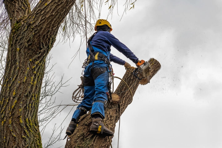 Professional tree removal crew safely removing a tree from a residential property in Woodstock, GA