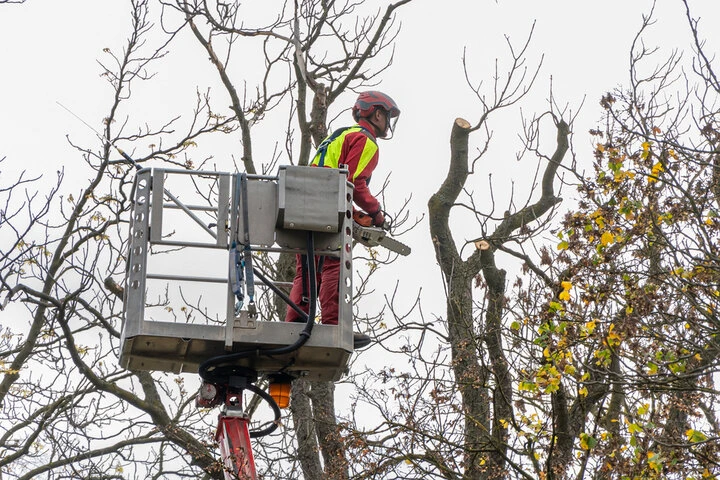 Trusted Woodstock tree removal professionals using specialized equipment to protect a homeowner’s property