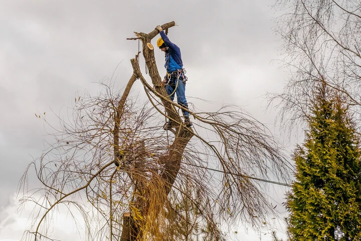 Tree removal contractors using controlled rigging techniques near a Woodstock home
