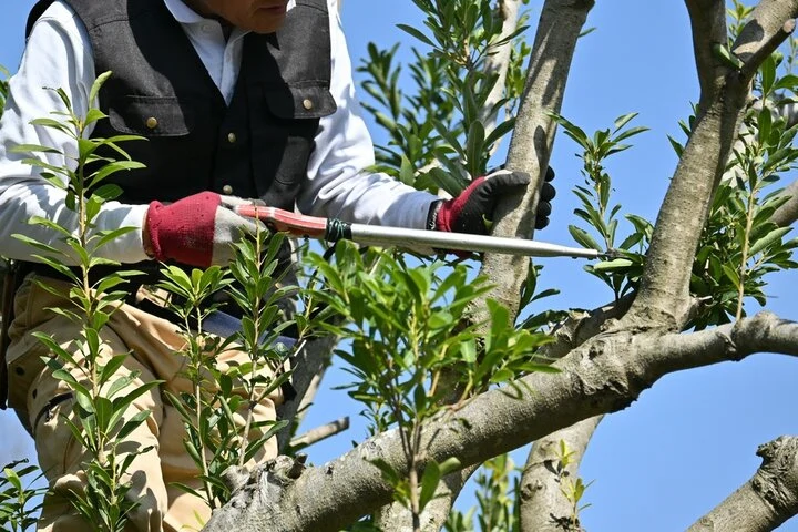 TruCutter Tree Services crew providing reliable tree removal service in Woodstock, Georgia