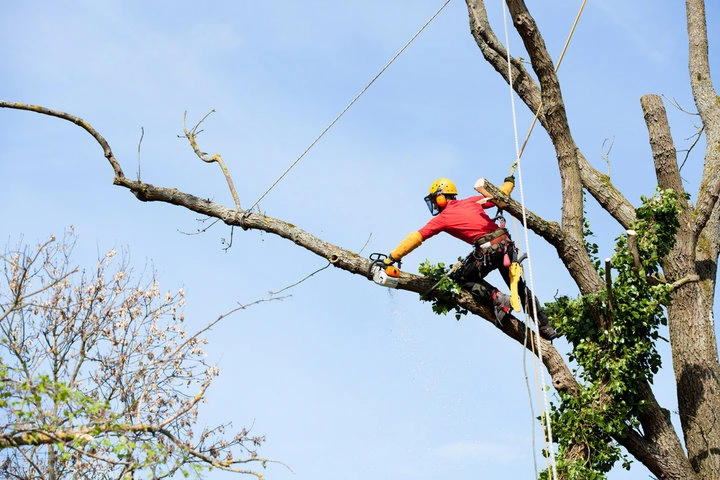 Trusted tree pruning company completing safe canopy maintenance in Woodstock, GA