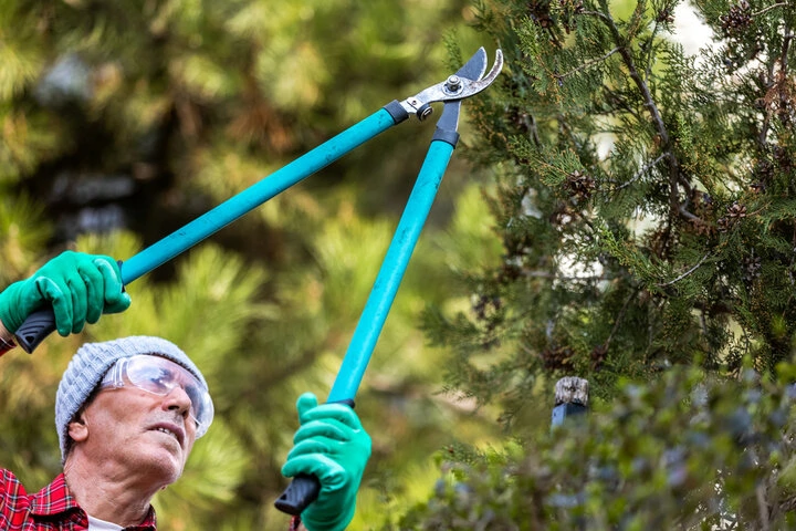 Professional tree trimming improving tree health and curb appeal in Woodstock.